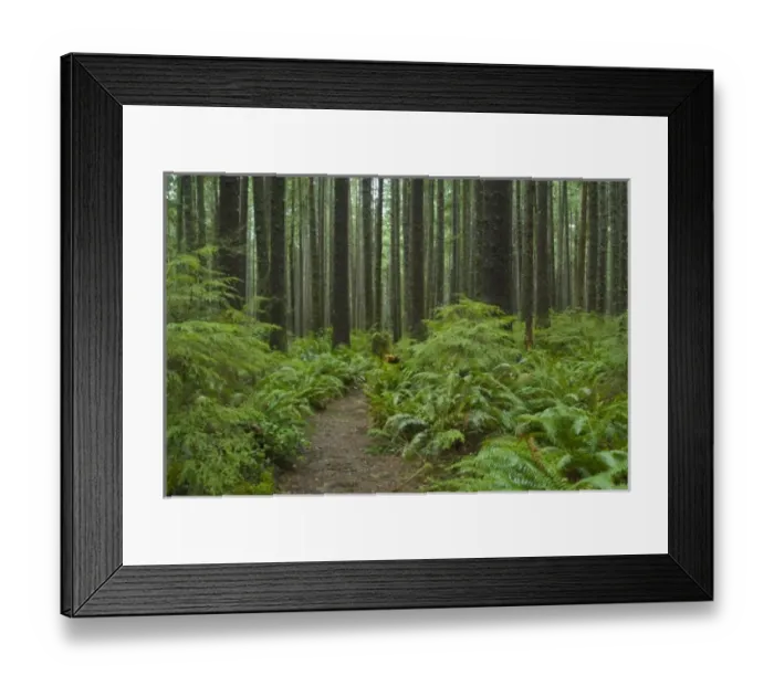 Framed Print : Coastal Temperate Rainforest on Trail to Third Beach, Olympic National Park, Washington Framed Print : Coastal Temperate Rainforest on Trail to Third Beach, Olympic National Park, Washington