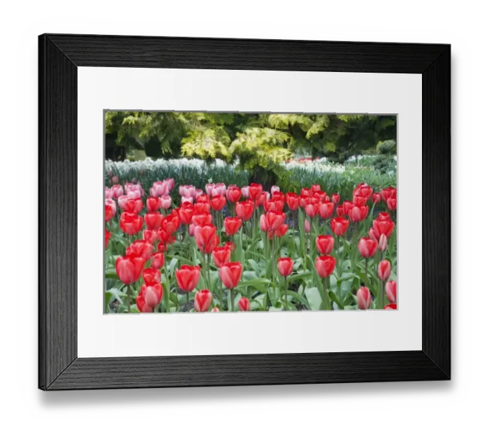 Framed Print : WA, Skagit Valley, Roozengaarde Tulip Garden