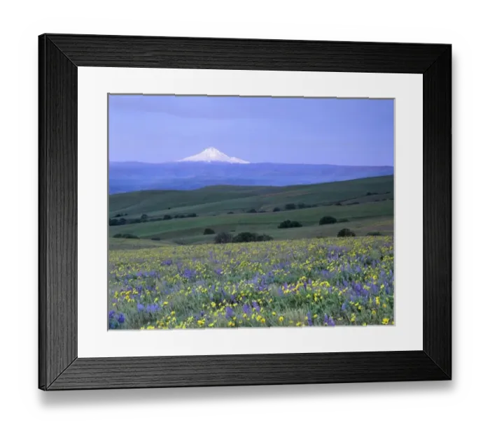Framed Print : WA, Klickitat County, Dalles Mountain Ranch, balsam root and lupine meadow with Mt. Hood Framed Print : WA, Klickitat County, Dalles Mountain Ranch, balsam root and lupine meadow with Mt. Hood
