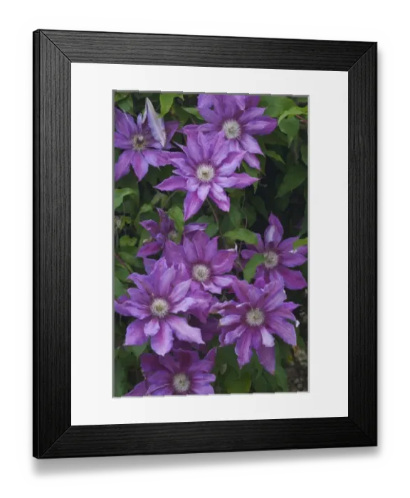 Framed Print : Clematis growing in the Bellevue Botanical Gardens, Bellevue, Washington Framed Print : Clematis growing in the Bellevue Botanical Gardens, Bellevue, Washington
