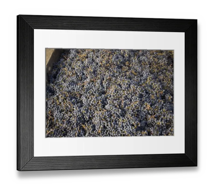 Framed Print : Merlot Grapes, Harvest, Rattlesnake Hills Wine Trail, Yakima Valley, Eastern Washington State Framed Print : Merlot Grapes, Harvest, Rattlesnake Hills Wine Trail, Yakima Valley, Eastern Washington State