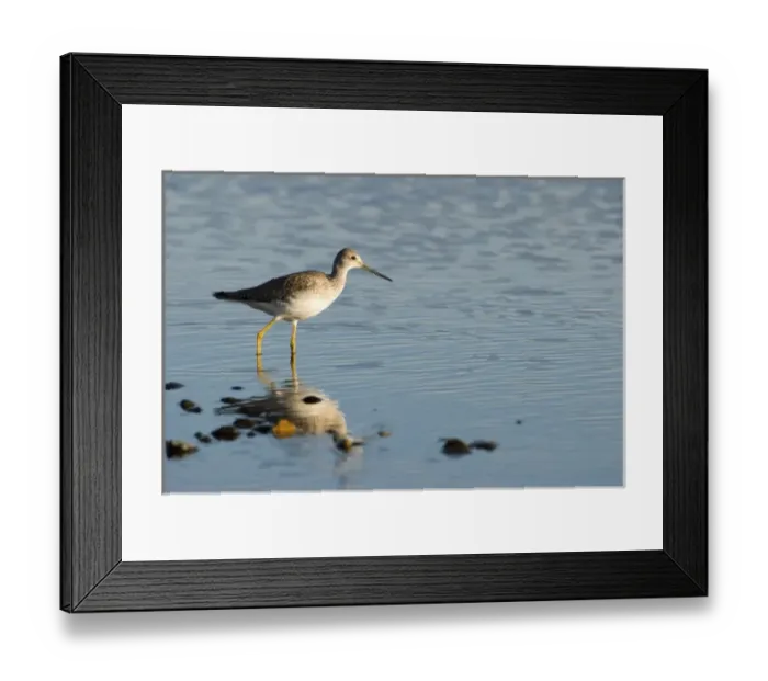 Framed Print : North America, USA, WA, Whidbey Island. Greater Yellowlegs (Tringa melanoleuca) adult non breeding Framed Print : North America, USA, WA, Whidbey Island. Greater Yellowlegs (Tringa melanoleuca) adult non breeding