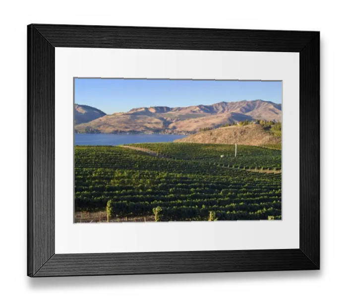 Framed Print : Benson Winery vineyard rolls down to Lake Chelan, Washington, with mountains across the lake Framed Print : Benson Winery vineyard rolls down to Lake Chelan, Washington, with mountains across the lake