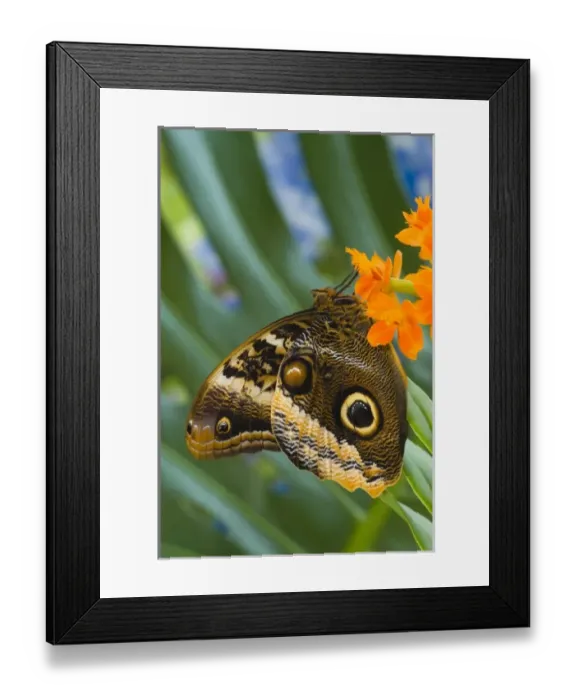 Framed Print : Sammamish Washington Tropical Butterflies photograph of the Magnificent Owl butterfly Framed Print : Sammamish Washington Tropical Butterflies photograph of the Magnificent Owl butterfly