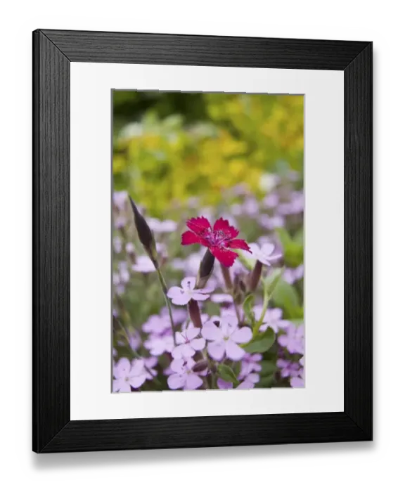 Framed Print : USA, North America, Washington Framed Print : USA, North America, Washington