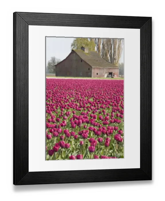 Framed Print : WA, Skagit Valley, Tulip fields in full bloom Framed Print : WA, Skagit Valley, Tulip fields in full bloom