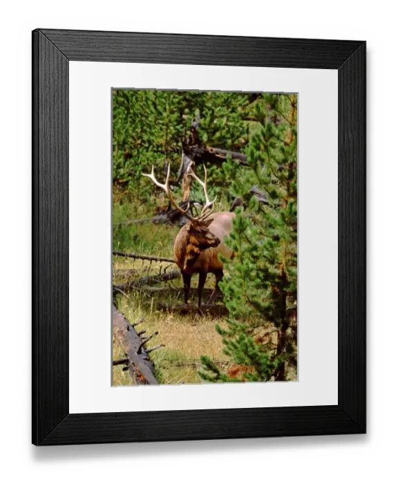 Framed Print : USA, North America, Wyoming