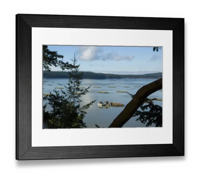 Framed Print : North America, USA, WA, Whidbey Island, Coupeville. Renown Penn Cove mussels are Framed Print : North America, USA, WA, Whidbey Island, Coupeville. Renown Penn Cove mussels are