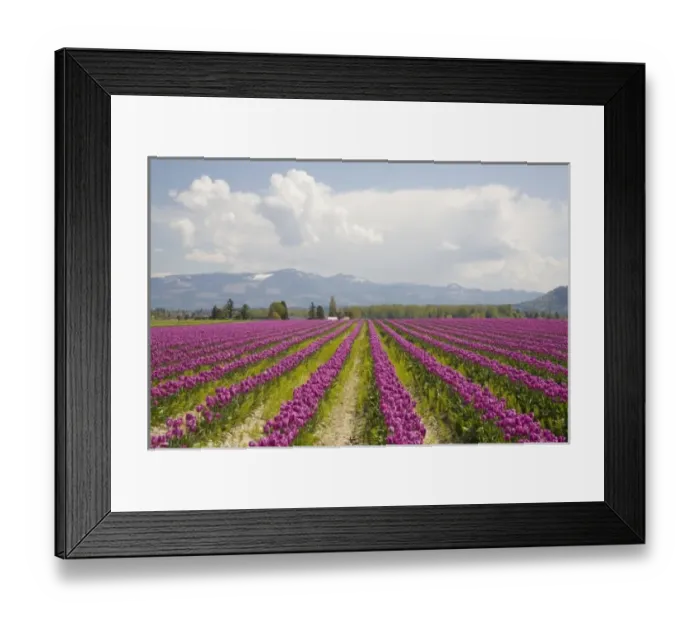 Framed Print : WA, Skagit Valley, Tulip Field in full bloom Framed Print : WA, Skagit Valley, Tulip Field in full bloom