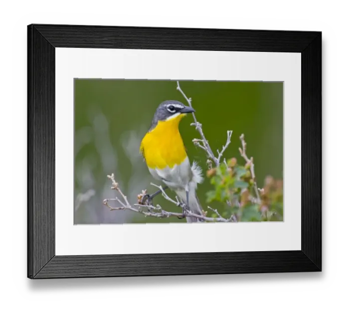 Framed Print : USA, North America, Wyoming Framed Print : USA, North America, Wyoming