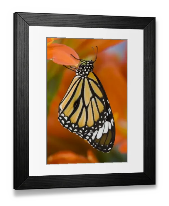 Framed Print : Sammamish Washington Tropical Butterflies photograph of Asian Danaus genutia Framed Print : Sammamish Washington Tropical Butterflies photograph of Asian Danaus genutia