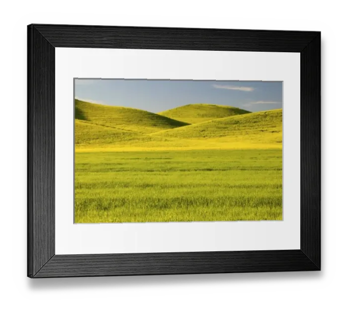 Framed Print : USA, Washington, Palouse Country, Tracks leading through Blooming Canola and Wheat Fields Framed Print : USA, Washington, Palouse Country, Tracks leading through Blooming Canola and Wheat Fields