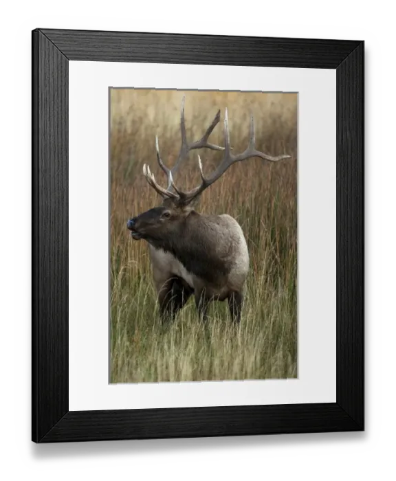 Framed Print : USA, North America, Wyoming