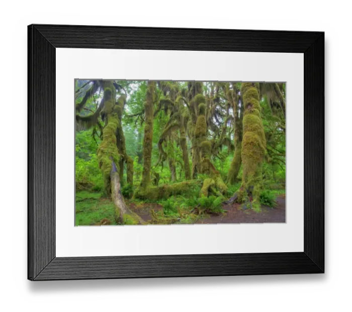 Framed Print : USA, Washington, Olympic National Park, Hoh Rain Forest, Hall of Mosses, moss covered trees Framed Print : USA, Washington, Olympic National Park, Hoh Rain Forest, Hall of Mosses, moss covered trees