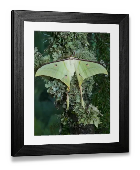 Framed Print : Sammamish, Washington and the Indian Moon Moth Actias selene Framed Print : Sammamish, Washington and the Indian Moon Moth Actias selene
