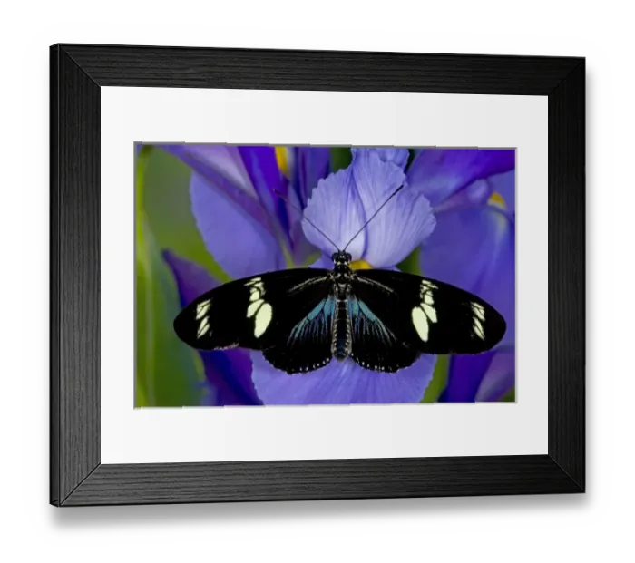 Framed Print : Sammamish Washington Tropical Butterflies photograph of Heliconius doris the Doris Framed Print : Sammamish Washington Tropical Butterflies photograph of Heliconius doris the Doris