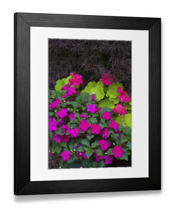 Framed Print : Garden designs in our Garden Sammamish, Washington Framed Print : Garden designs in our Garden Sammamish, Washington