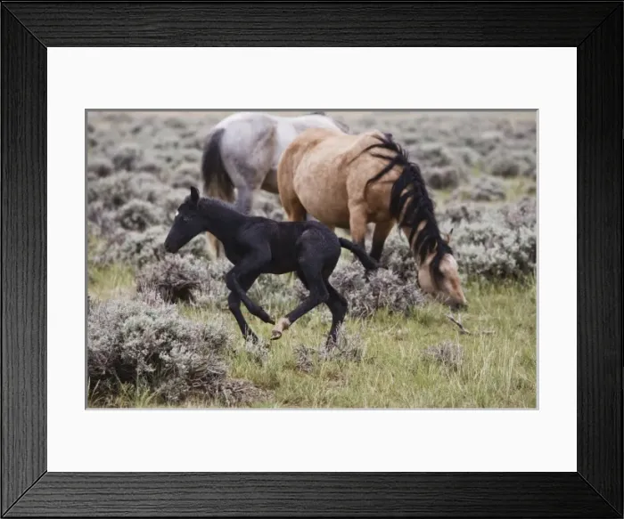 Framed Print : USA, North America, Wyoming Framed Print : USA, North America, Wyoming