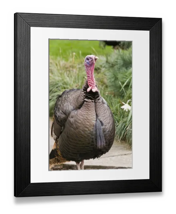 Framed Print : USA, North America, Washington Framed Print : USA, North America, Washington