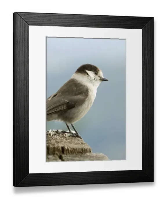 Framed Print : USA, North America, Washington