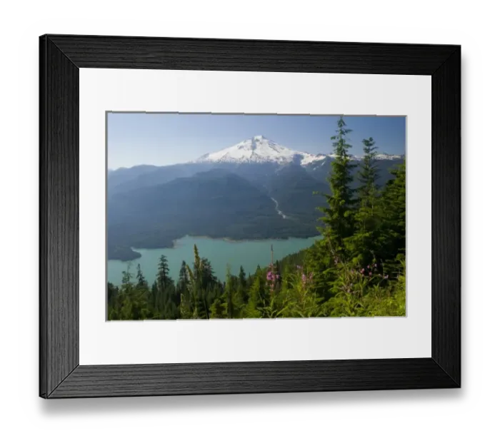 Framed Print : USA, WA, Mount Baker Snoqualmie National Forest. Fireweed (Epilobium augustifolium) Framed Print : USA, WA, Mount Baker Snoqualmie National Forest. Fireweed (Epilobium augustifolium)
