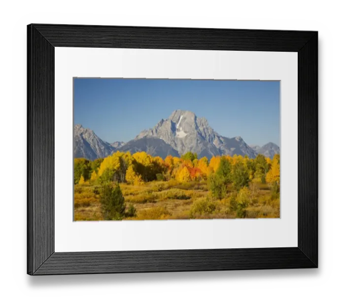 Framed Print : WY, Grand Teton National Park, Aspen Trees with Mount Moran