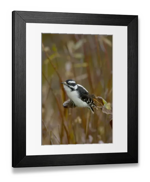 Framed Print : Female Downy Woodpecker, on flower seed stalk, Grand Teton NP, Wyoming