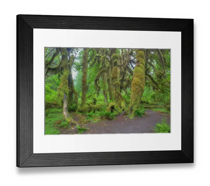 Framed Print : USA, Washington, Olympic National Park, Hoh Rain Forest, Hall of Mosses, moss covered trees Framed Print : USA, Washington, Olympic National Park, Hoh Rain Forest, Hall of Mosses, moss covered trees