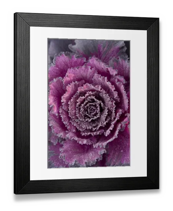 Framed Print : USA, Washington State, Seattle. Frost-covered Ornamental Cabbage Framed Print : USA, Washington State, Seattle. Frost-covered Ornamental Cabbage