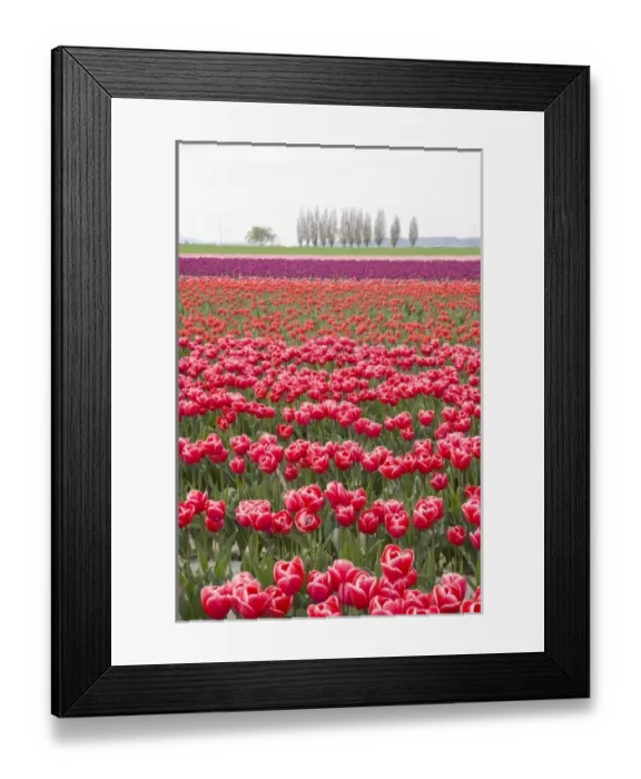 Framed Print : WA, Skagit Valley, Tulip Field in full bloom Framed Print : WA, Skagit Valley, Tulip Field in full bloom