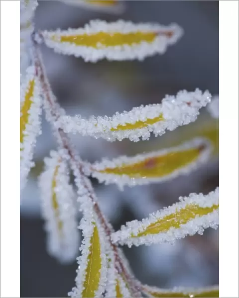 Frost on Spirea Plant in our garden in late Fall, Sammamish Washington