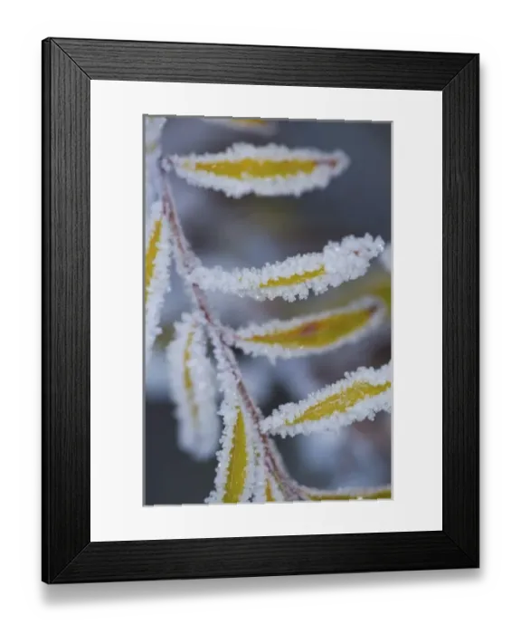 Framed Print : Frost on Spirea Plant in our garden in late Fall, Sammamish Washington