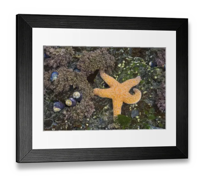 Framed Print : USA, North America, Washington Framed Print : USA, North America, Washington
