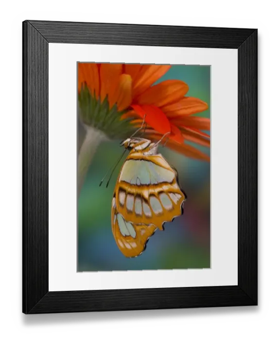 Framed Print : Sammamish, Washington Tropical Butterfly Photograph of Siproeta stelenes the malachite Framed Print : Sammamish, Washington Tropical Butterfly Photograph of Siproeta stelenes the malachite