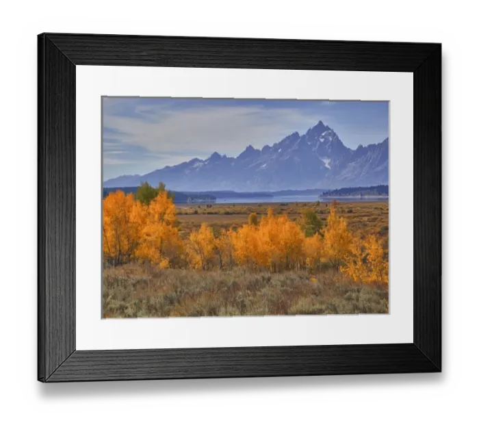 Framed Print : WY, Grand Teton NP, aspen trees with the Teton mountain range at Willow Flats Framed Print : WY, Grand Teton NP, aspen trees with the Teton mountain range at Willow Flats