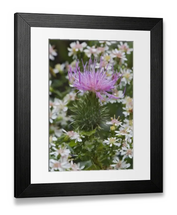 Framed Print : Flowering Bull Thistle, Cirsium vulgare, Wisconsin