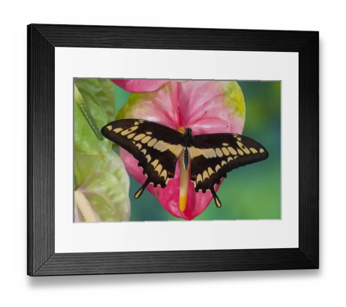 Framed Print : USA, North America, Washington