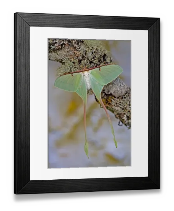 Framed Print : USA, North America, Washington Framed Print : USA, North America, Washington