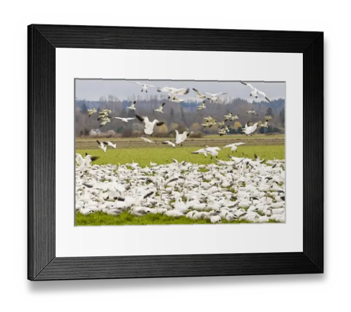 Framed Print : USA, North America, Washington
