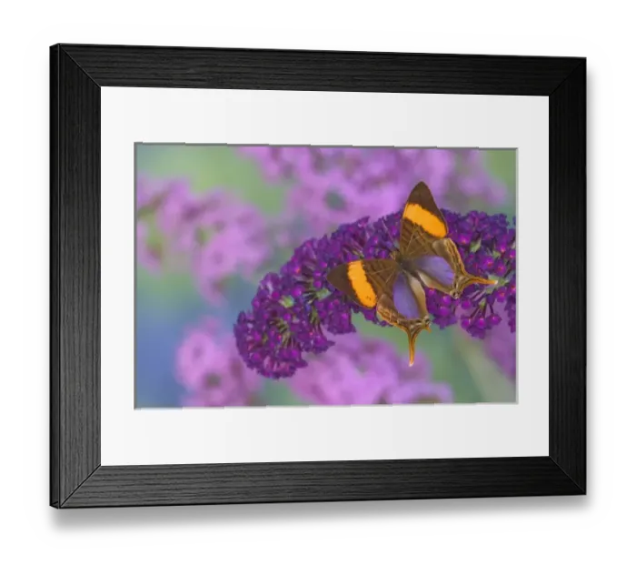 Framed Print : Sammamish Washington Photograph of Butterfly on Flowers, Marpesia corinna the Corinna Framed Print : Sammamish Washington Photograph of Butterfly on Flowers, Marpesia corinna the Corinna