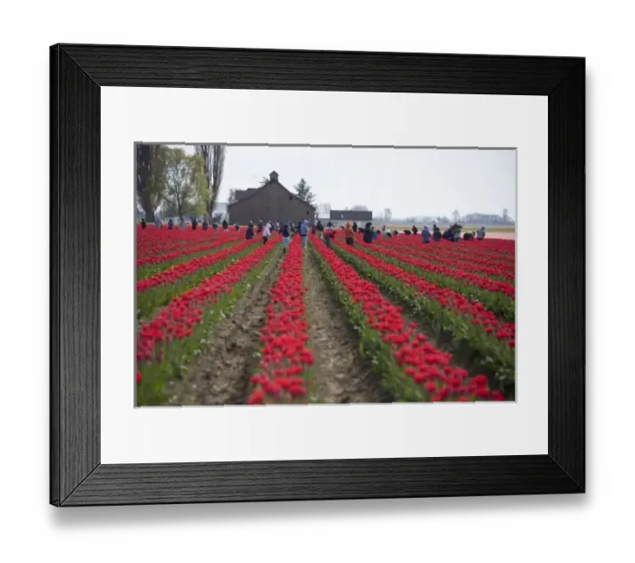 Framed Print : WA, Skagit Valley, Tulip fields in full bloom, workers cutting tulips for market Framed Print : WA, Skagit Valley, Tulip fields in full bloom, workers cutting tulips for market