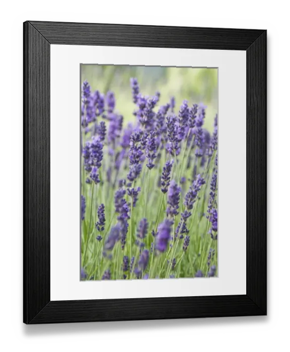 Framed Print : USA, WA, Sequim, Lavender (Selective Focus) Framed Print : USA, WA, Sequim, Lavender (Selective Focus)