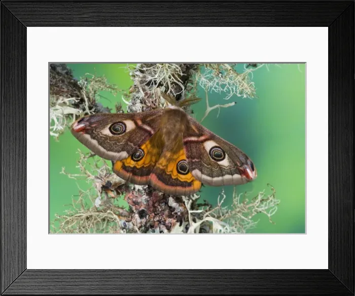 Framed Print : Sammamish, Washington photo of a small European Silk Moth, male Saturnia pavionella Framed Print : Sammamish, Washington photo of a small European Silk Moth, male Saturnia pavionella