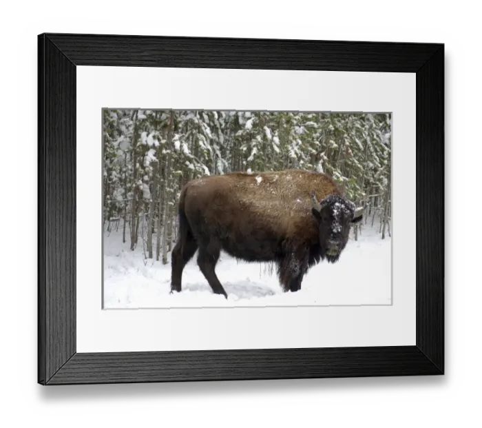 Framed Print : Wyoming. Bison in Yellowstone National Park Framed Print : Wyoming. Bison in Yellowstone National Park