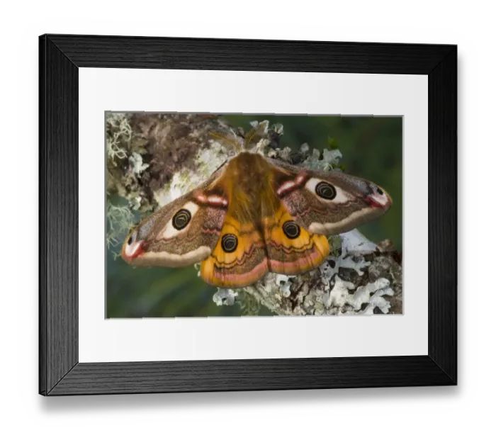 Framed Print : Sammamish, Washington photo of a small European Silk Moth, male Saturnia pavionella Framed Print : Sammamish, Washington photo of a small European Silk Moth, male Saturnia pavionella