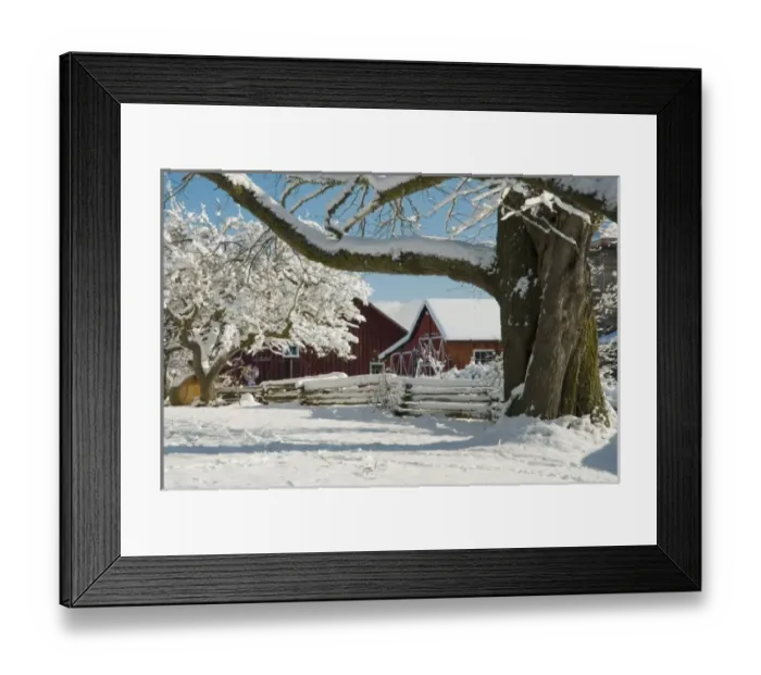 Framed Print : North America, USA, WA, Whidbey Island. Picturesque rural scene with fresh snow Framed Print : North America, USA, WA, Whidbey Island. Picturesque rural scene with fresh snow