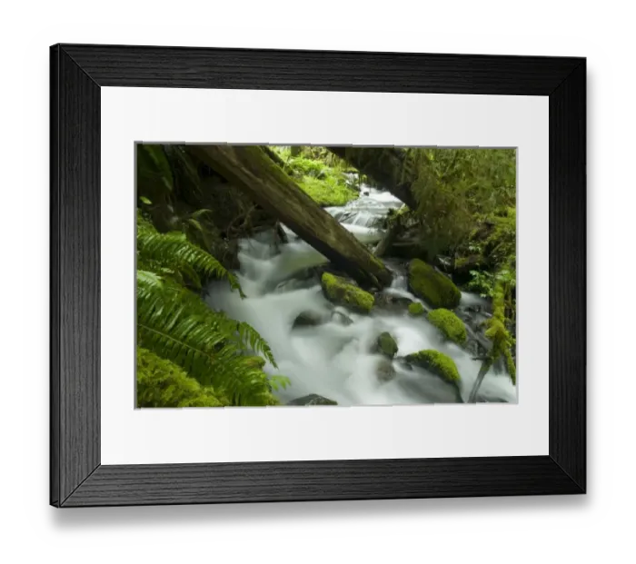 Framed Print : Temperate Rainforest Creek in Sol Duc River Drainage, Olympic National Park, Washington Framed Print : Temperate Rainforest Creek in Sol Duc River Drainage, Olympic National Park, Washington
