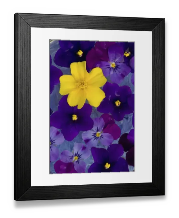 Framed Print : Floating flower design in bowl of Water, Sammamish Washington Framed Print : Floating flower design in bowl of Water, Sammamish Washington