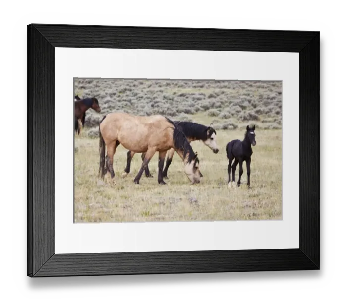 Framed Print : USA, North America, Wyoming