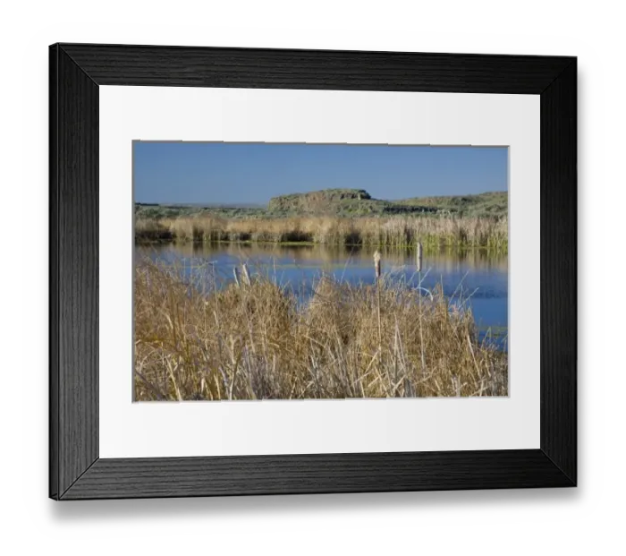 Framed Print : WA, Othello, Columbia Naitonal Wildlife Refuge, cattails at Shoreler Lake
